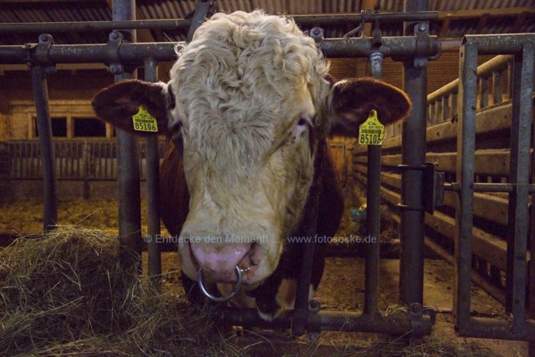 Der Landgasthof & das Börnchenevent – was ist das?